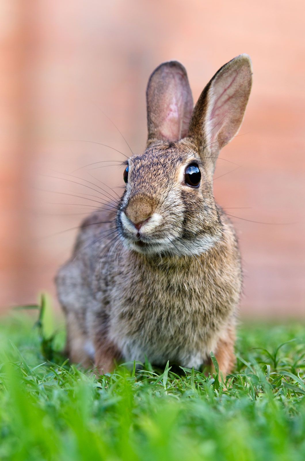 pieluchy na refundację online kraków