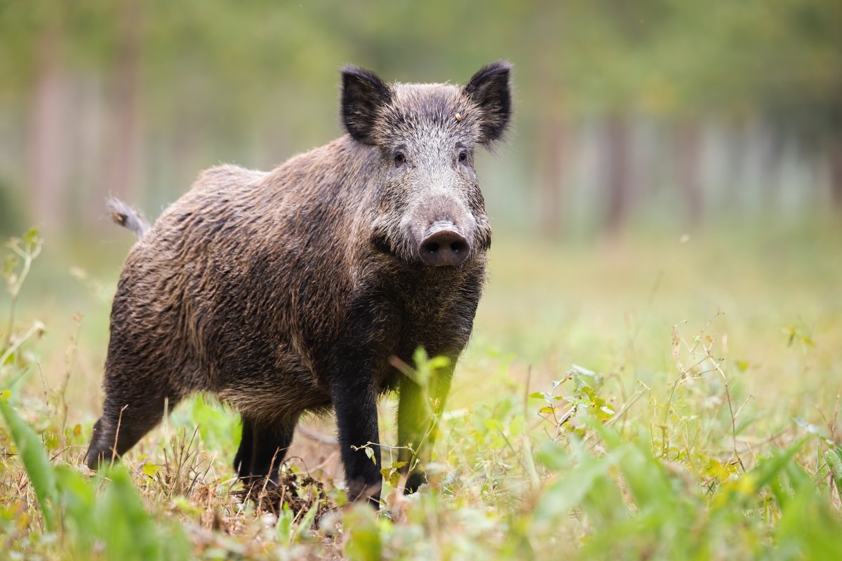 niepełnosprawni pieluchomajtki